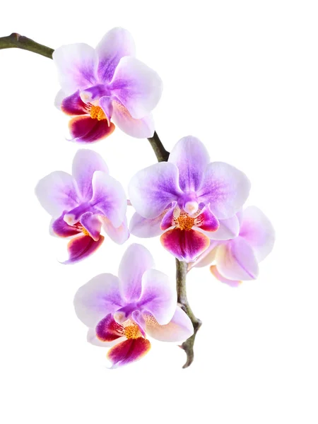 Orchidej na bílém pozadí — Stock fotografie