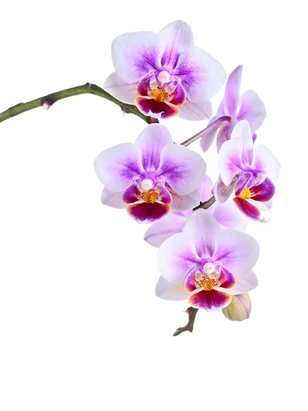 Orkidé på den vita bakgrunden — Stockfoto