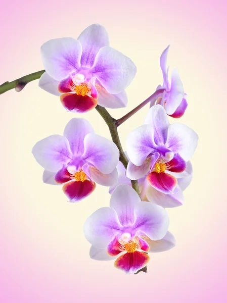 Orchid on the color background Royalty Free Stock Images
