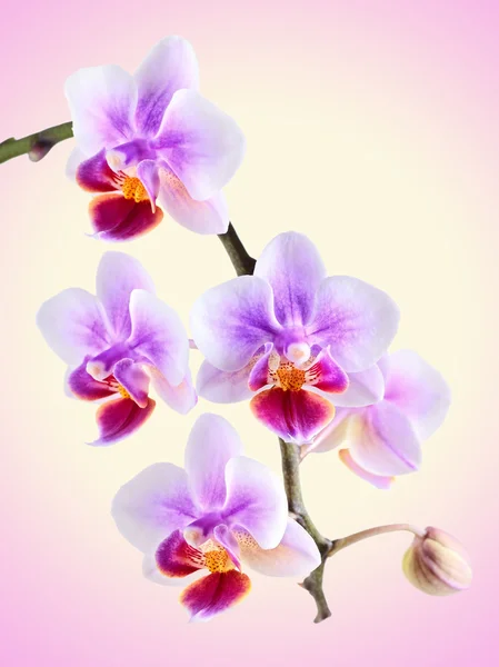 Orchidea a színes háttérrel Stock Fotó