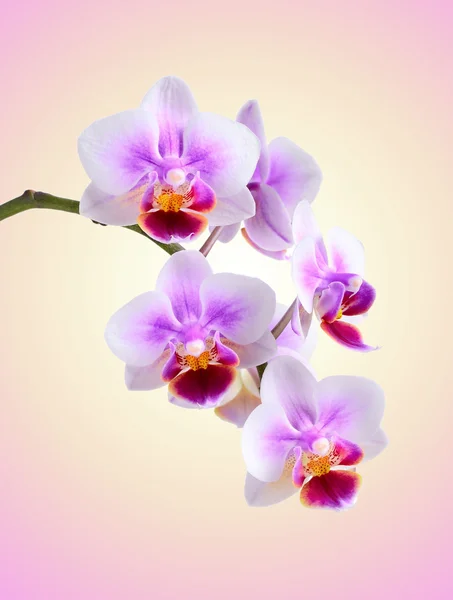 Orchidea sullo sfondo di colore Fotografia Stock