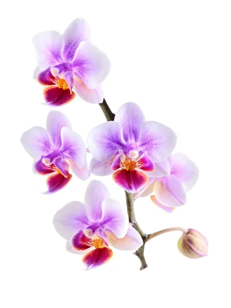 Orchidée sur le fond blanc Images De Stock Libres De Droits