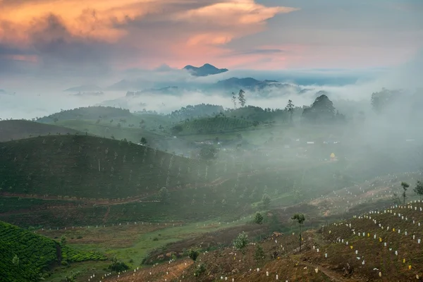 Plantaciones de té —  Fotos de Stock