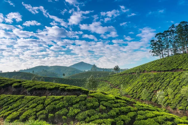 Plantaciones de té — Foto de Stock