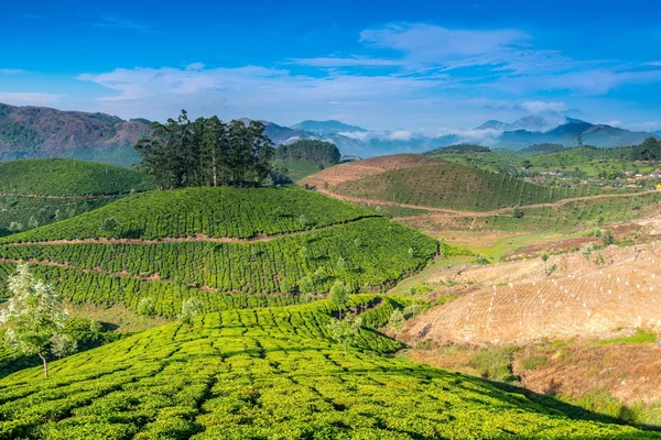 Plantações de chá — Fotografia de Stock