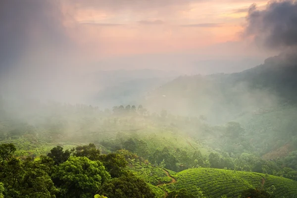 Tea ültetvényeket Stock Kép