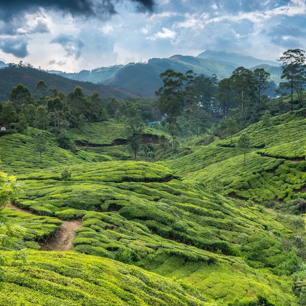 Plantaciones de té Fotos de stock libres de derechos