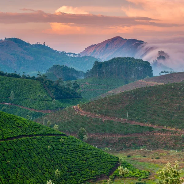 茶叶种植园 免版税图库照片