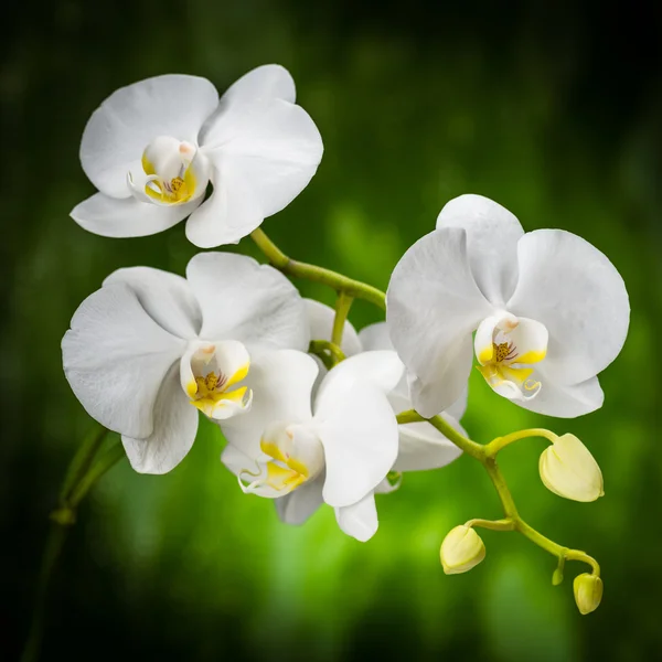 Die weiße Orchidee — Stockfoto