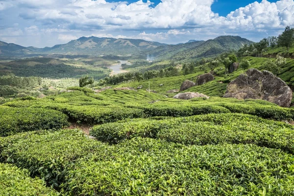 Plantaciones de té indio —  Fotos de Stock