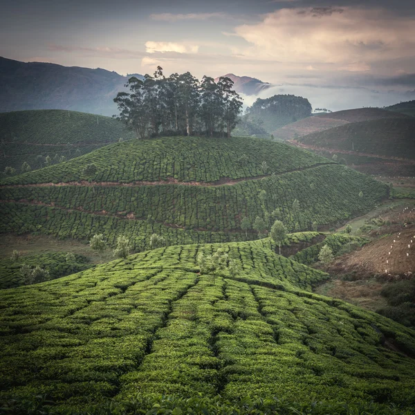 Plantacje herbaty indyjskiej — Zdjęcie stockowe