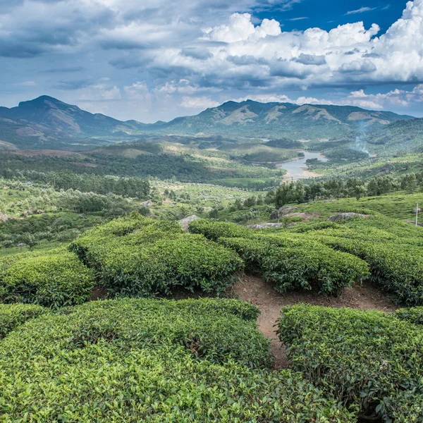 Plantations de thé indien — Photo