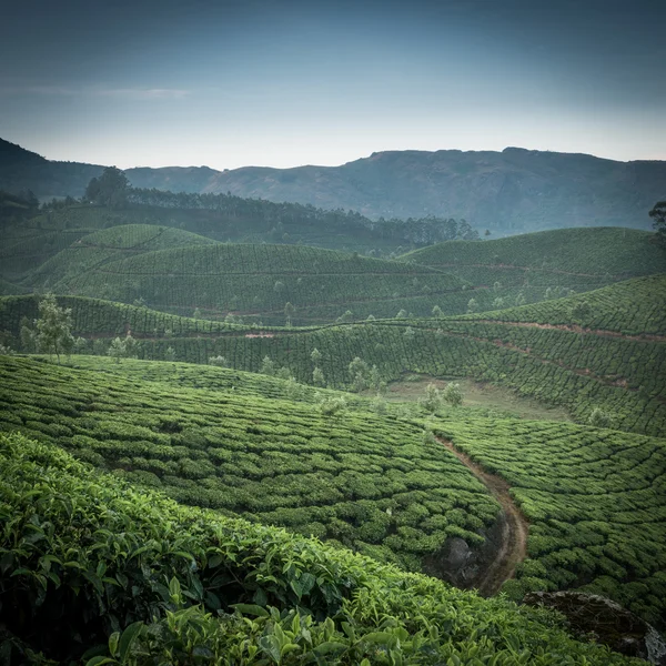 Індійська чайних плантаціях — стокове фото