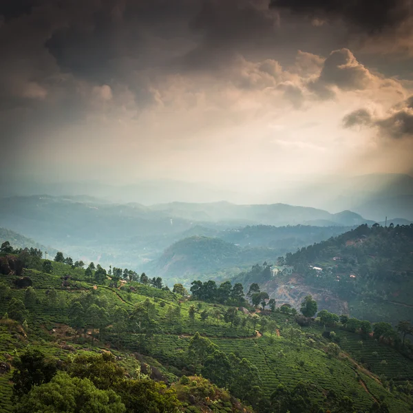 Plantaciones de té indio —  Fotos de Stock