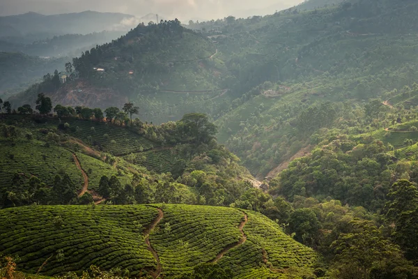 Plantations de thé indien — Photo