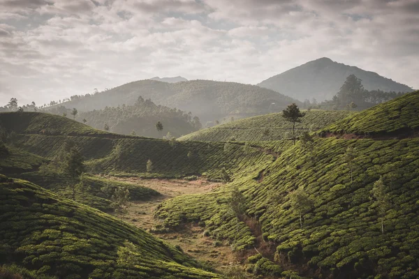 Piantagioni di tè indiano — Foto Stock