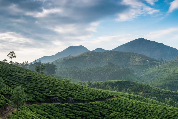 Indiskt te odlingar — Stockfoto