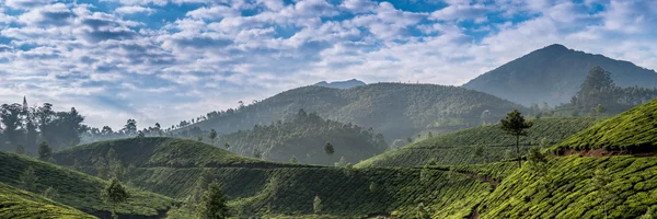 Plantações de chá indiano — Fotografia de Stock