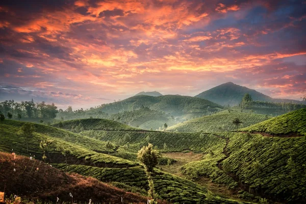 印度茶叶种植园 — 图库照片