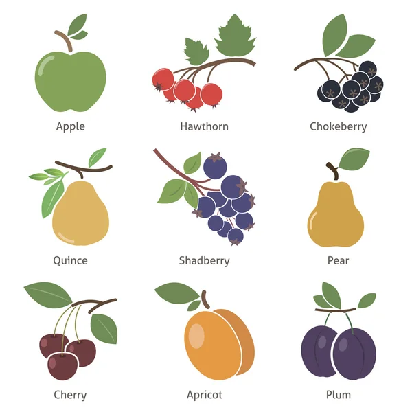 果実と果実 — ストックベクタ