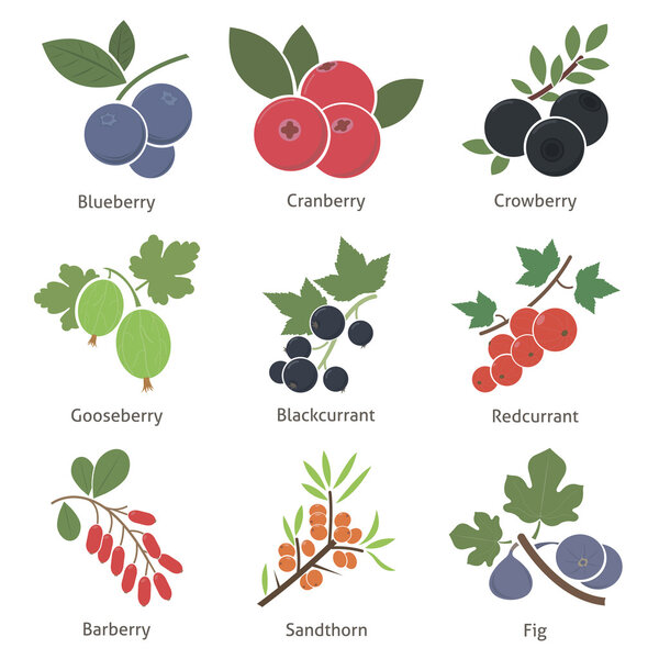 Плоды и ягоды
