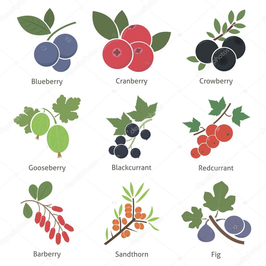 Fruits and berries