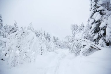 Ormandaki beyaz kardaki patika