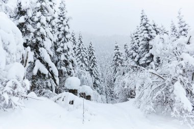 Ormandaki beyaz kardaki patika