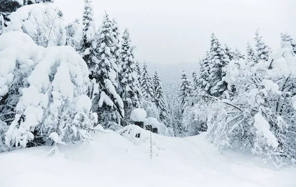 Stezka v bílém sněhu v lese Stock Fotografie