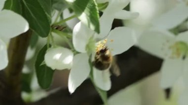 The bee collects nectar. Close-up of a white flower 
