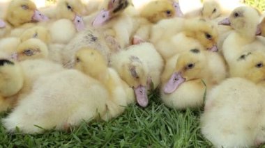 A group ducklings sitting on grass