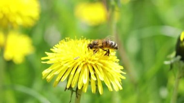 The bee collects nectar. Close-up of a yellow flower 