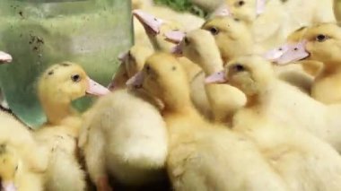 A group ducklings drink water 