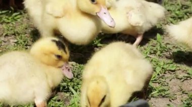 A ducklings lying on the grass