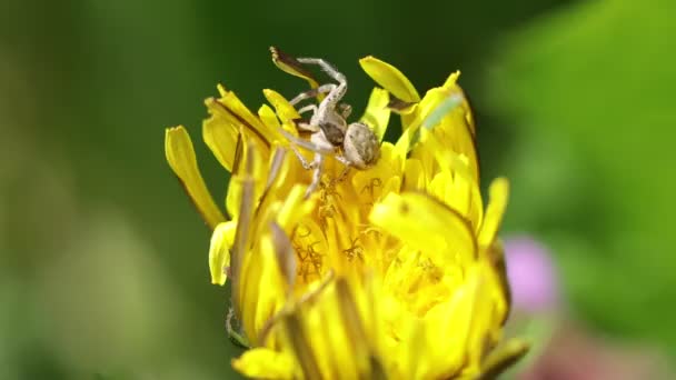 Close-up of a spider on a yellow flower — 비디오