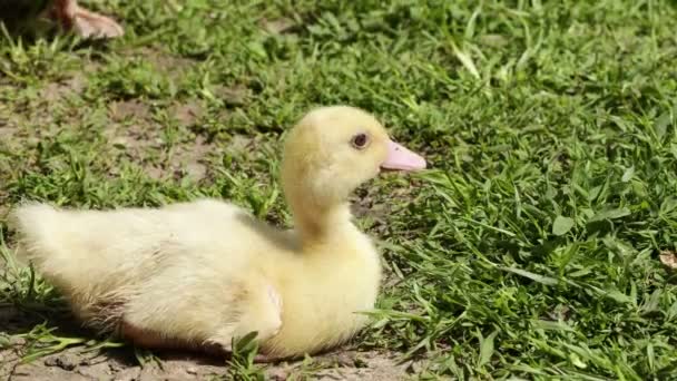 A duck sitting in the grass — Vídeos de Stock