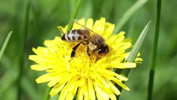 The bee collects nectar. Close-up of a yellow flower — Video Stock