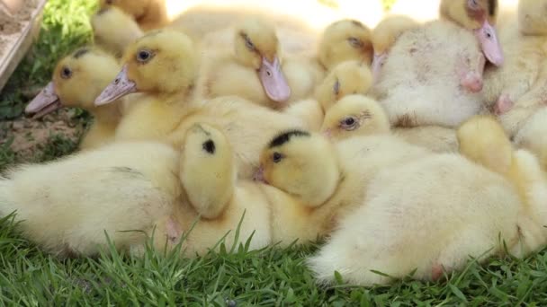 A group ducklings sitting on grass — Stockvideo