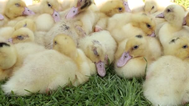 A group ducklings sitting on grass — Video