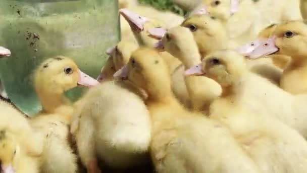 A group ducklings drink water — Stockvideo