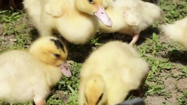 A ducklings lying on the grass — Stockvideo
