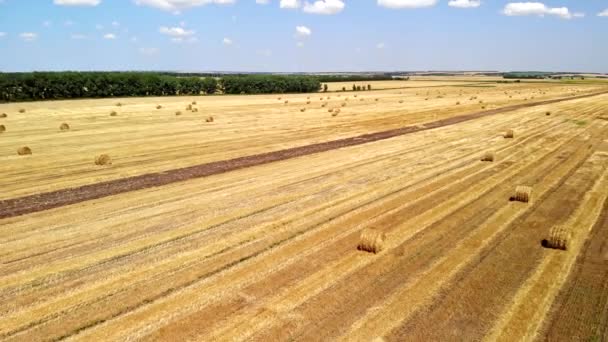 Aerial view of the hay bales at agricultural field — Stock Video