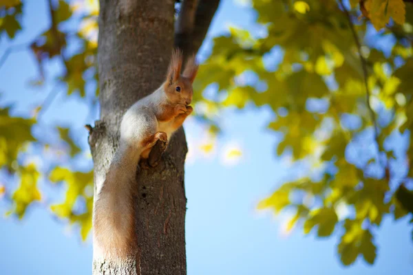 Squirrel on the tree — Stock Photo, Image