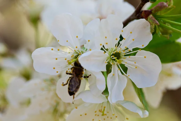 Bloei van cherry bloemen — Stockfoto