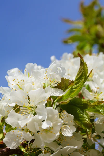 Bloei van cherry bloemen — Stockfoto