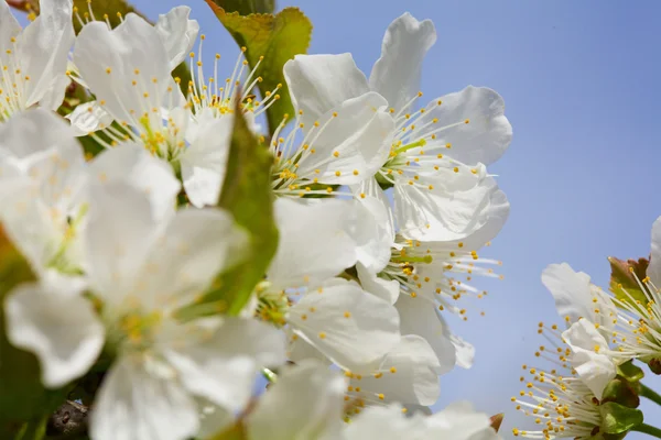 Bloei van cherry bloemen — Stockfoto