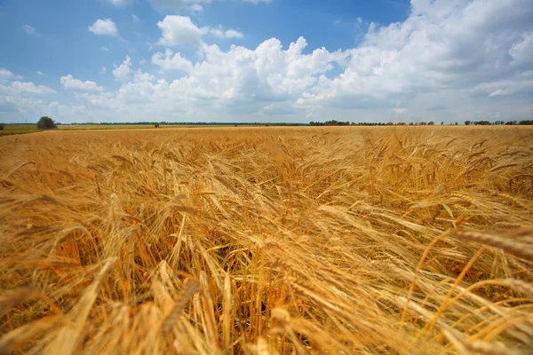 Campo de trigo — Foto de Stock