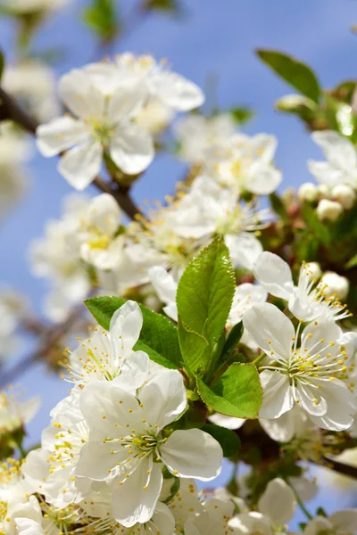 Bloei van cherry bloemen — Stockfoto