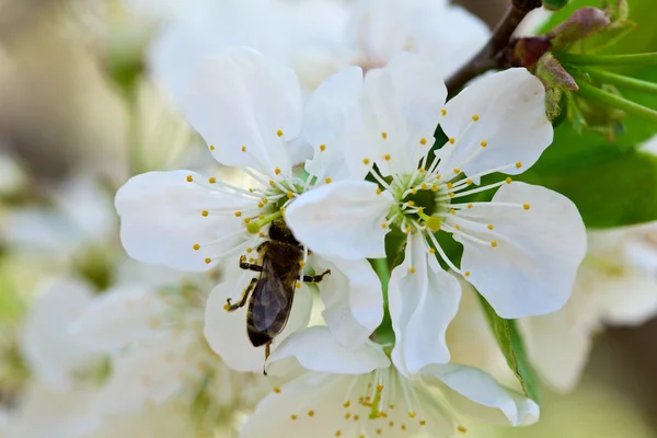 Bloei van cherry bloemen — Stockfoto