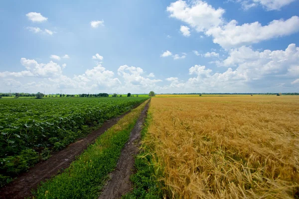 Campo de trigo —  Fotos de Stock